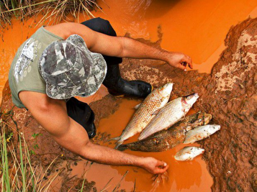 fish killed by mud samarco.png